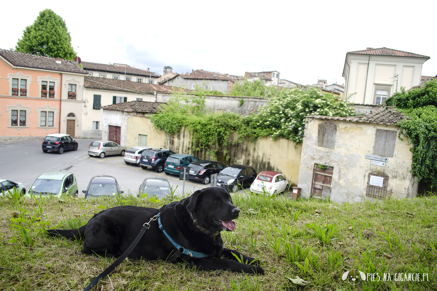 Florencja z psem Lucca