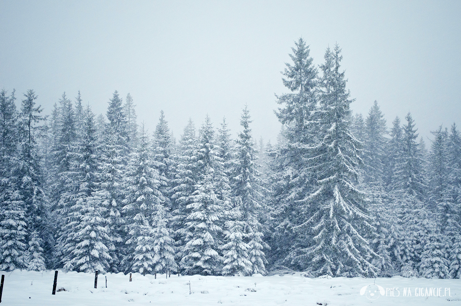 Noclegi z psem Tatry Słowackie Witów