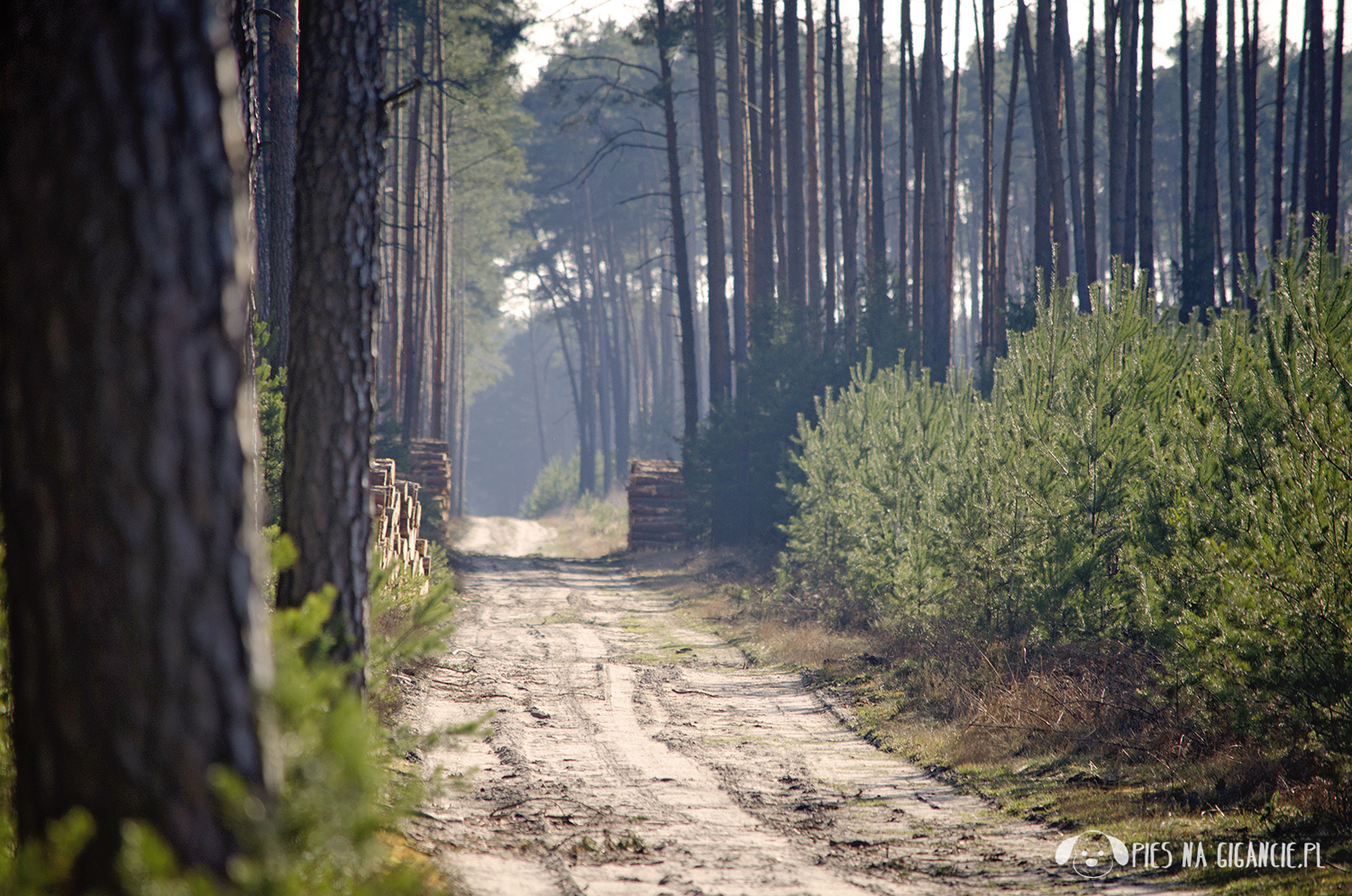 Półwysep Helski z psem gruszeczka