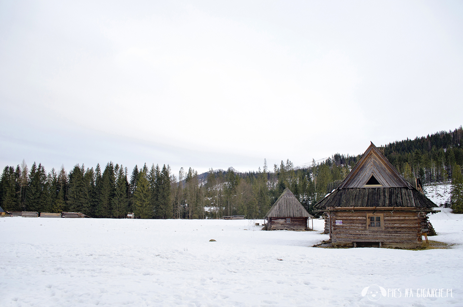 Tatry z psem