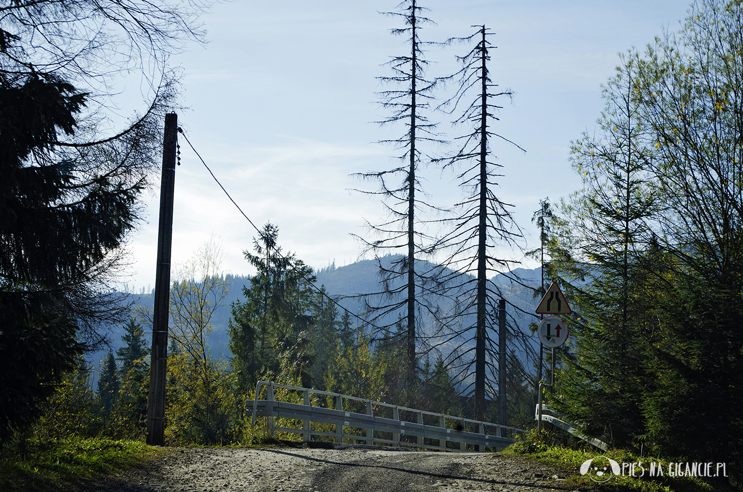 Droga pod Reglami - w Tatry z psem