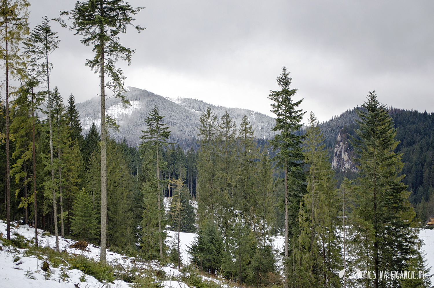 Tatry słowackie i pies Droga pod Reglami