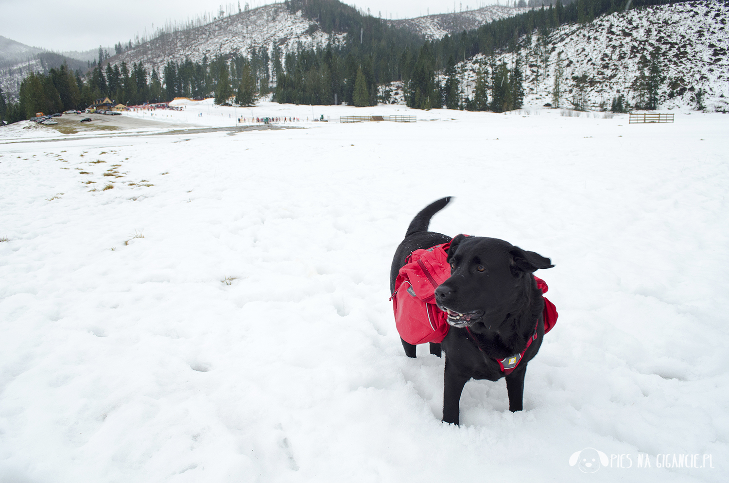 ruffwear szelki