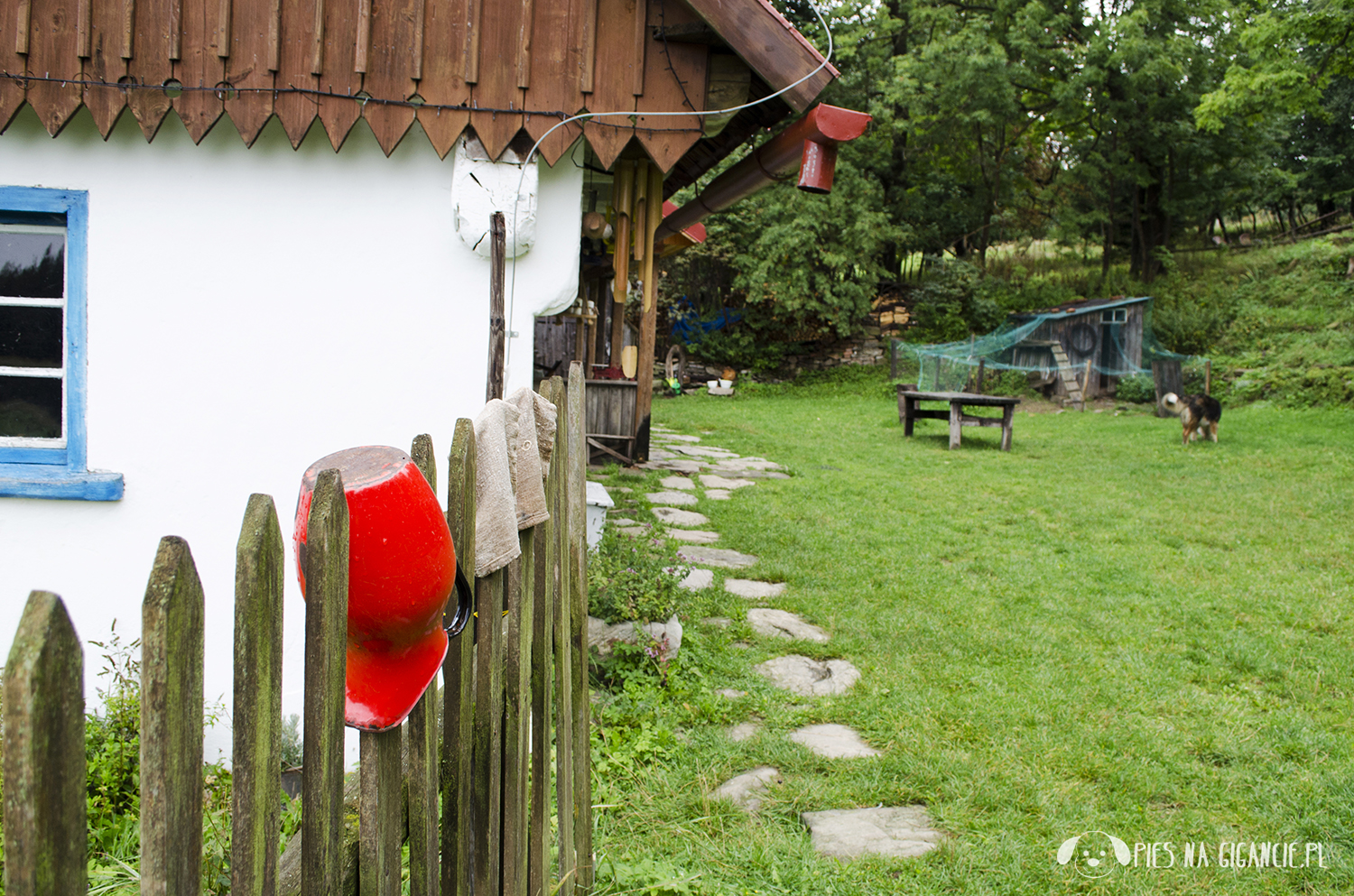 Podróże z psem - jak się do nich przygotować?