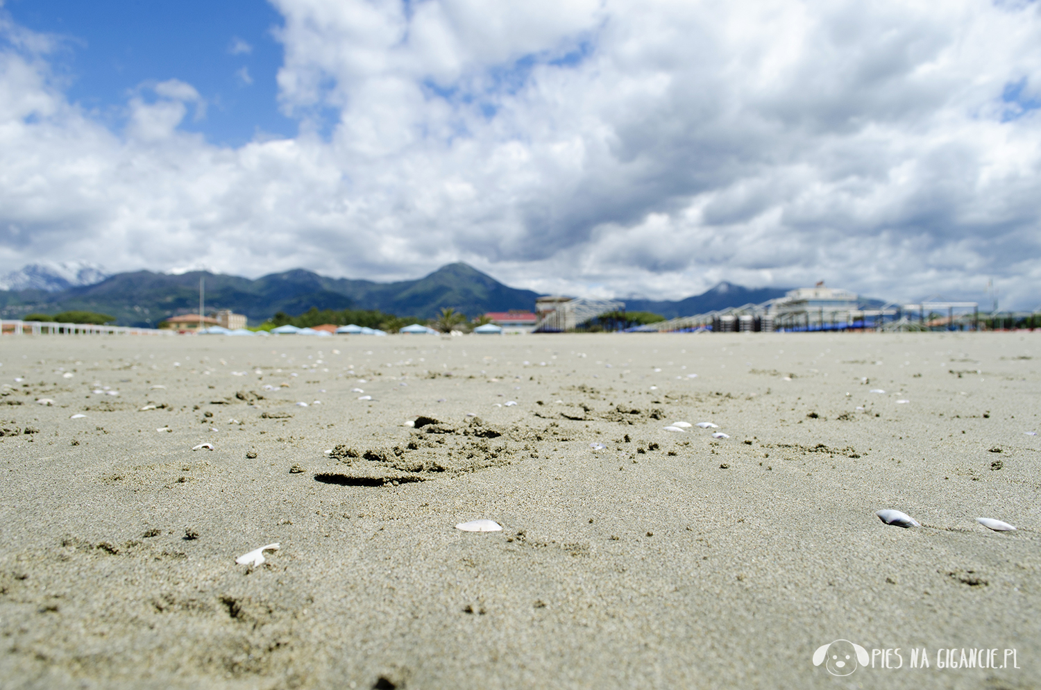 Podróże z psem · Blog o podróżowaniu Marina di Pietrasanta