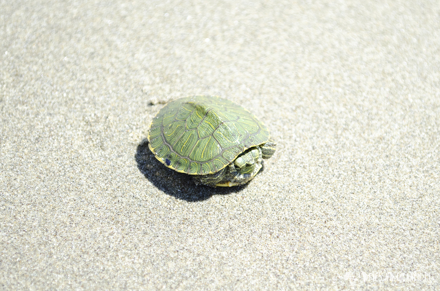 Jaki kraj jest najbardziej przyjazny psom? Marina di Pietrasanta