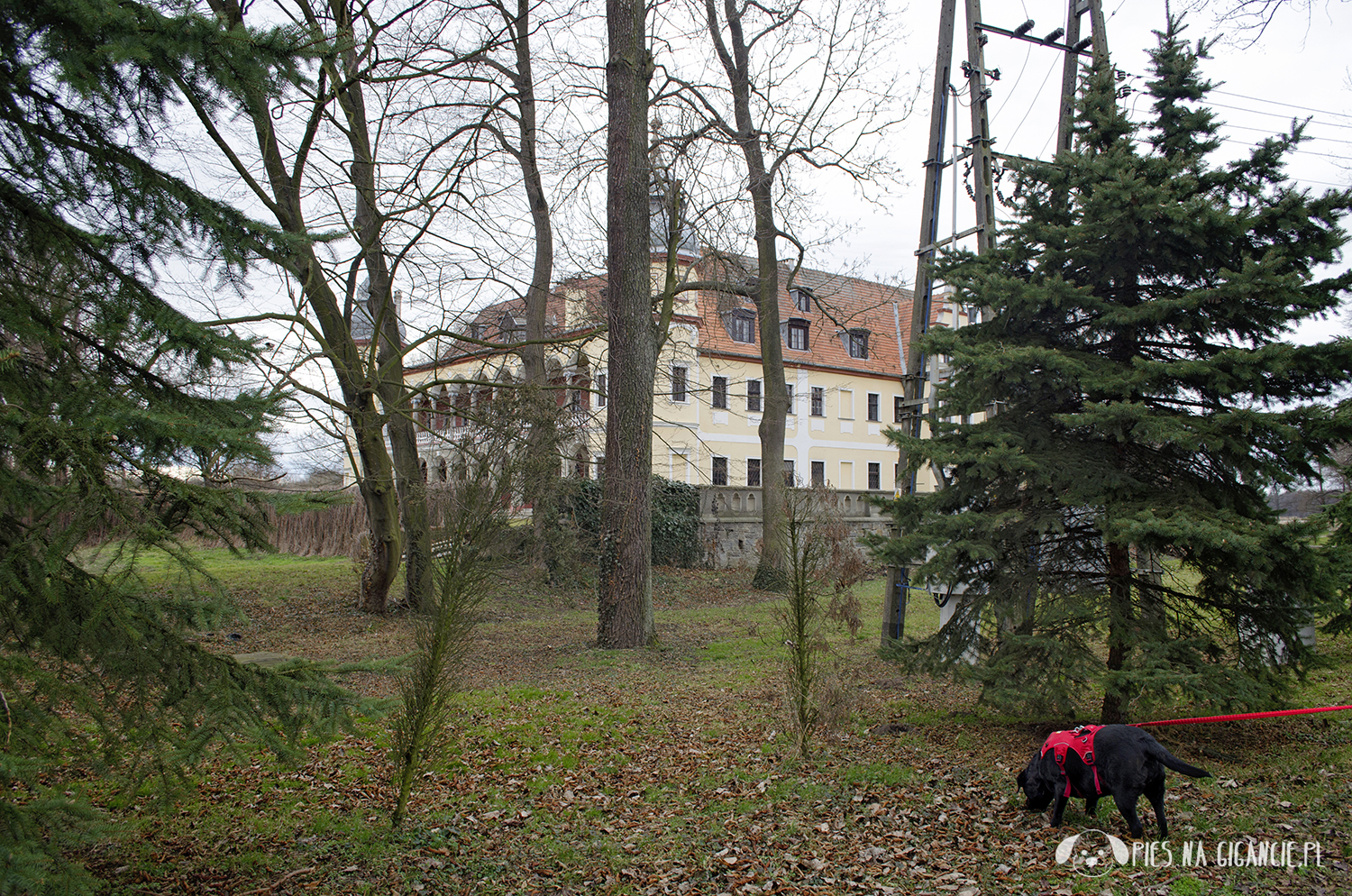 Wczasy z psem w Pieninach - Pieniny