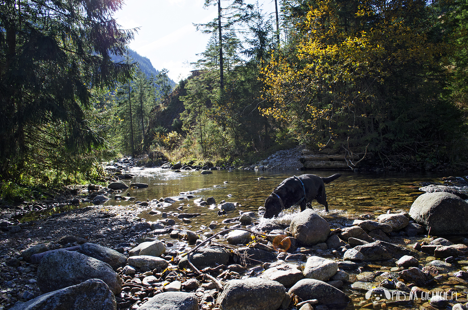 Gdzie z psem w Tatry?