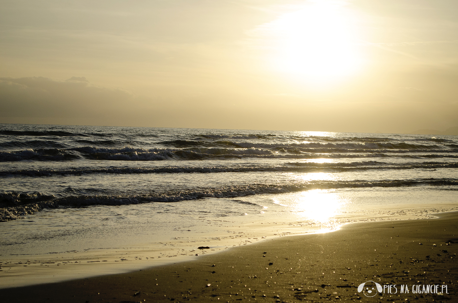 marina di pietrasanta z psem