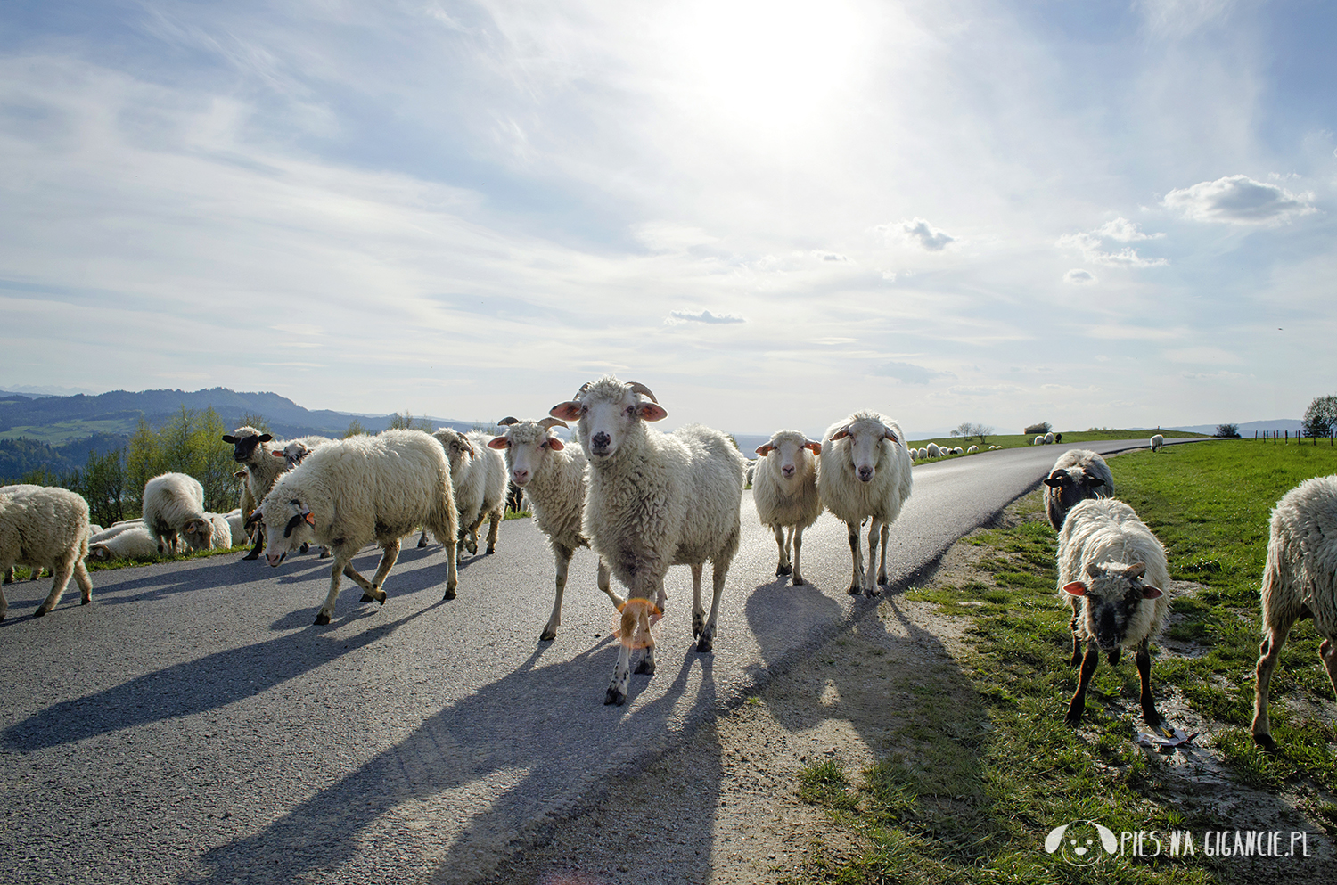 Palenica | Pieniny - Trasy górskie Jezioro Czorsztyńskie