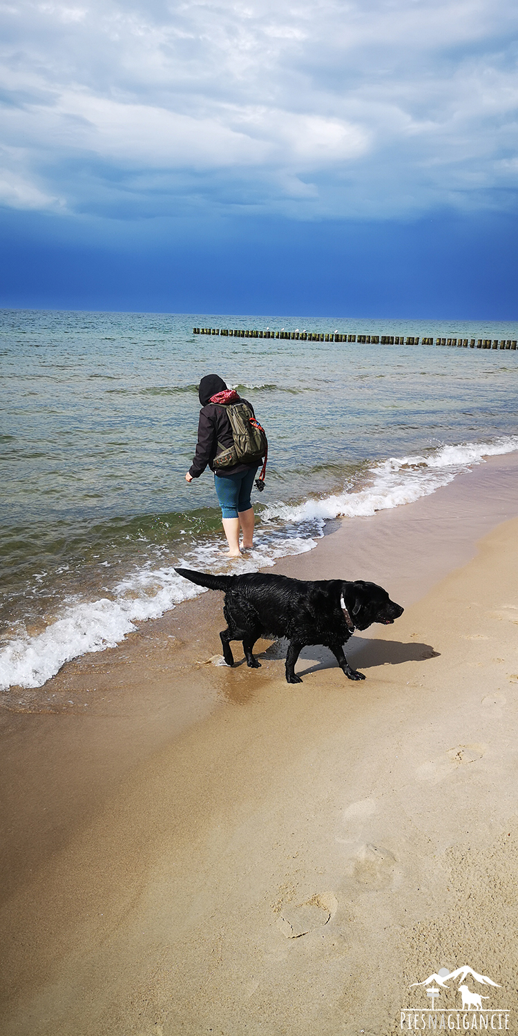 Pies na plaży ? co warto wiedzieć? - Rewal