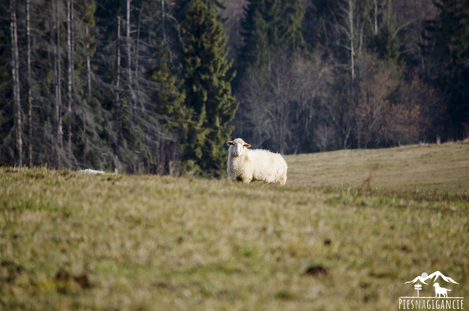 Dlaczego nie można z psem w Tatry?