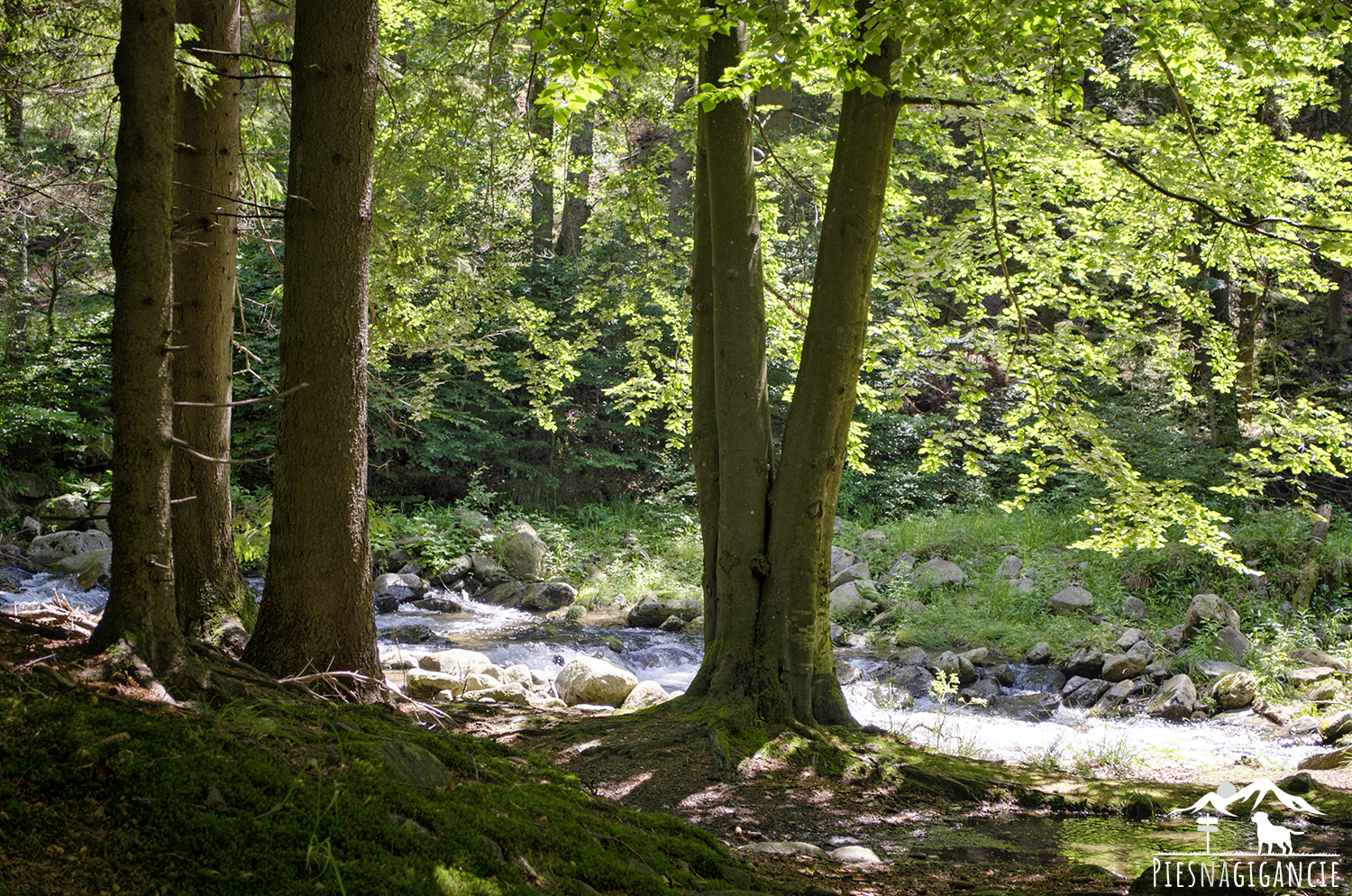 Na trasach Singletrack Glacensis pierwszeństwo poruszania się mają rowerzyści, z tras mogą korzystać piesi.