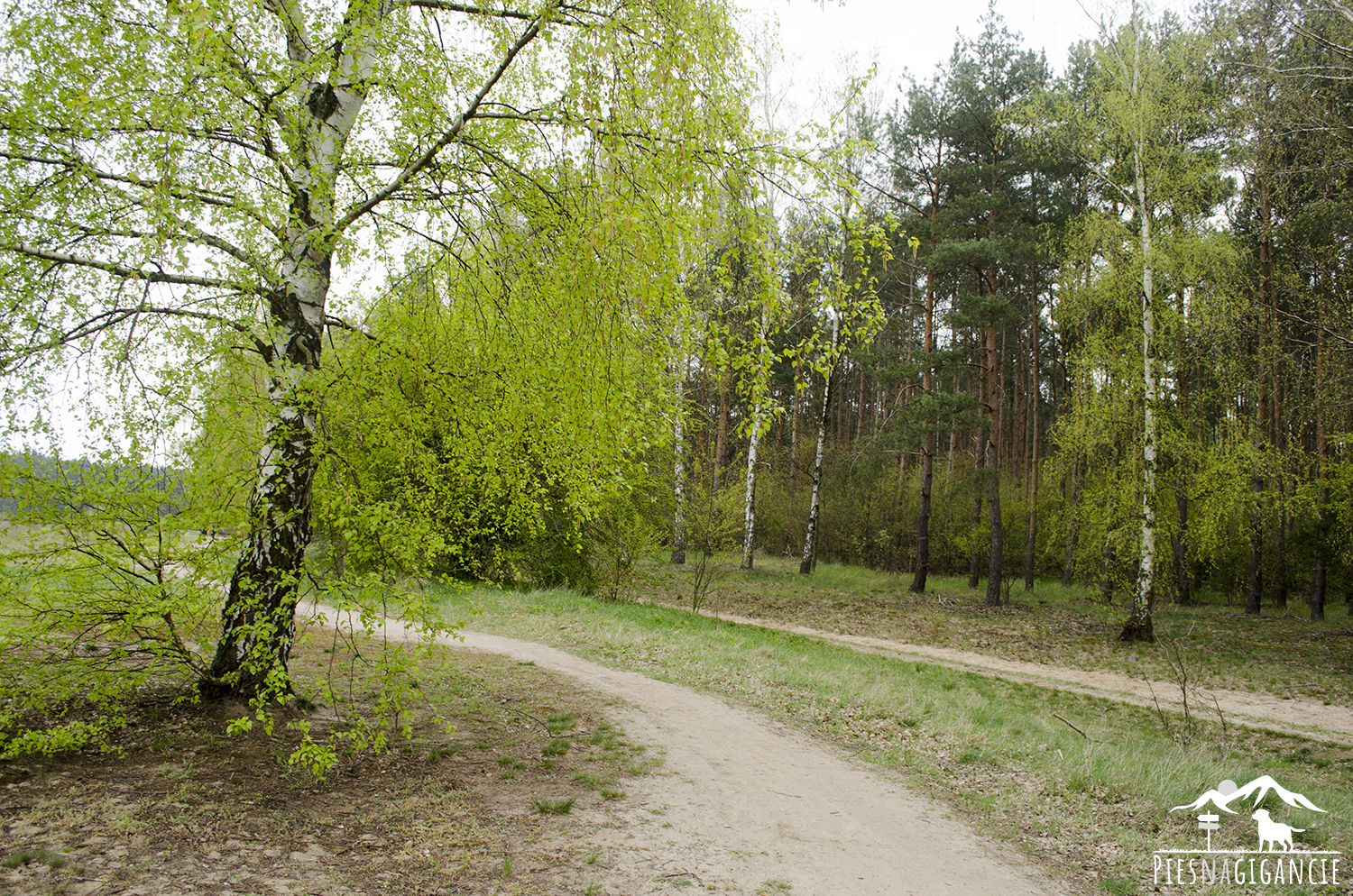 jezioro park z psem