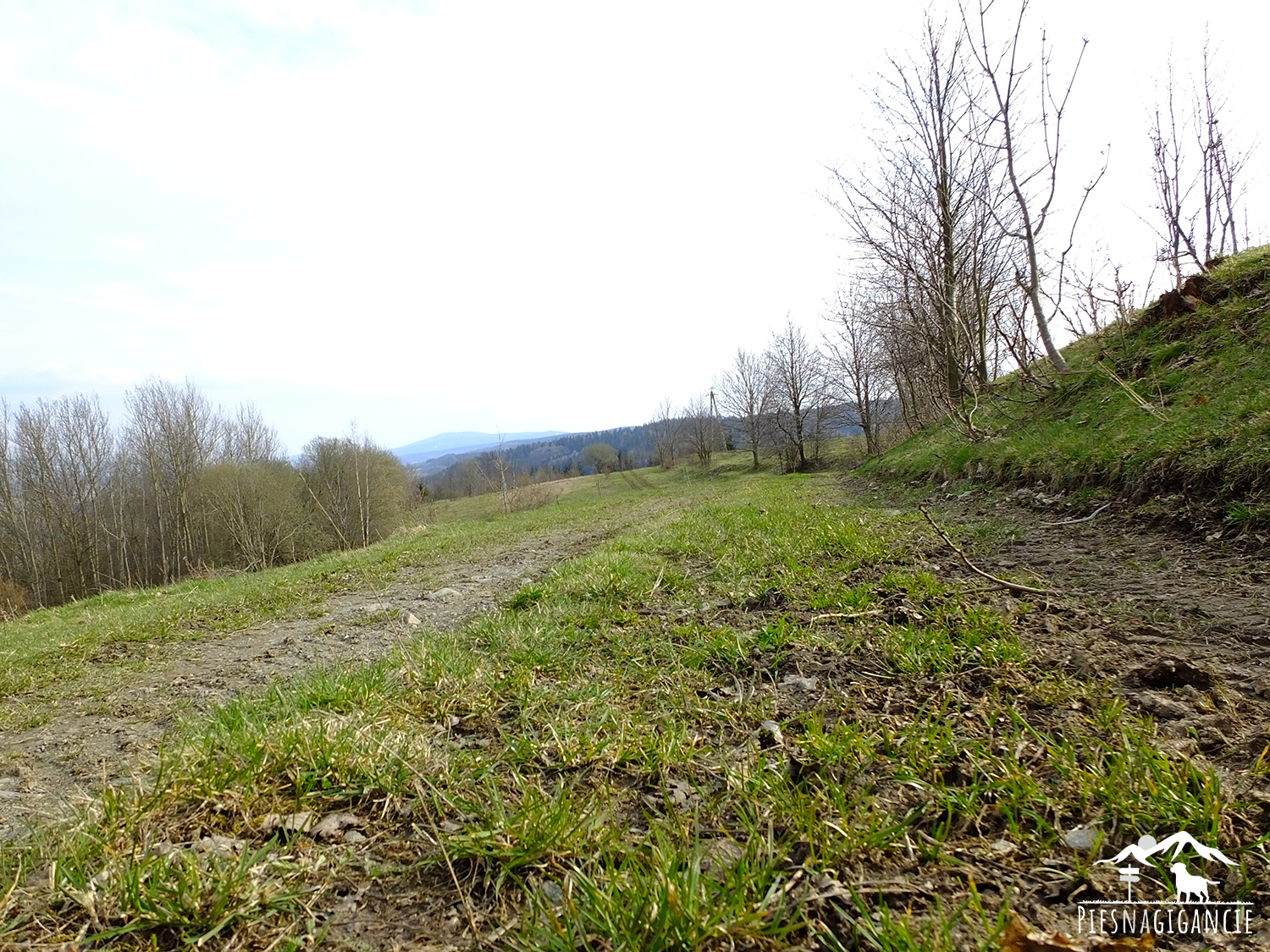 Gdzie pojechać w góry z psem na udany dogtrekking?