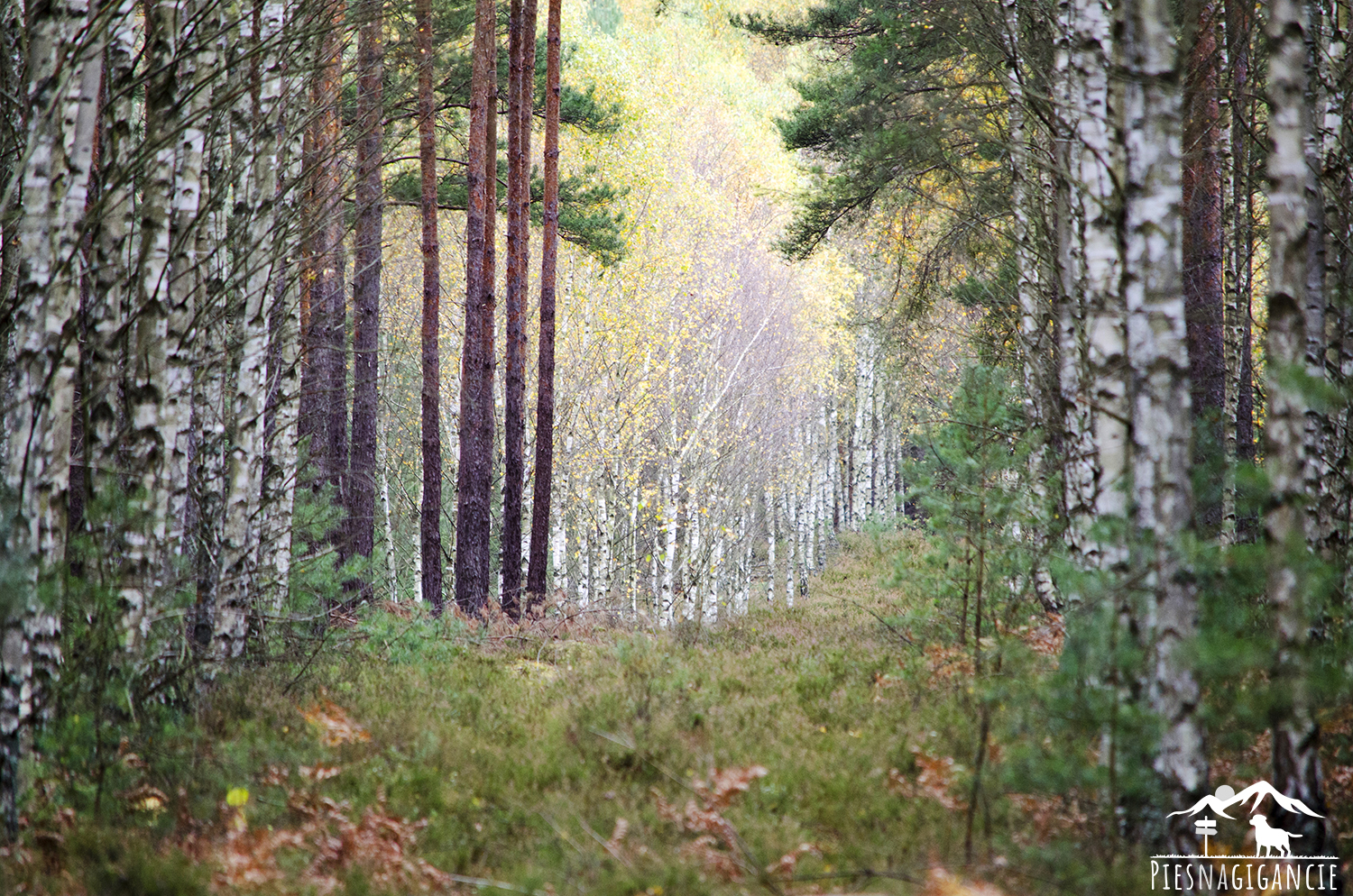 tarnów lasy