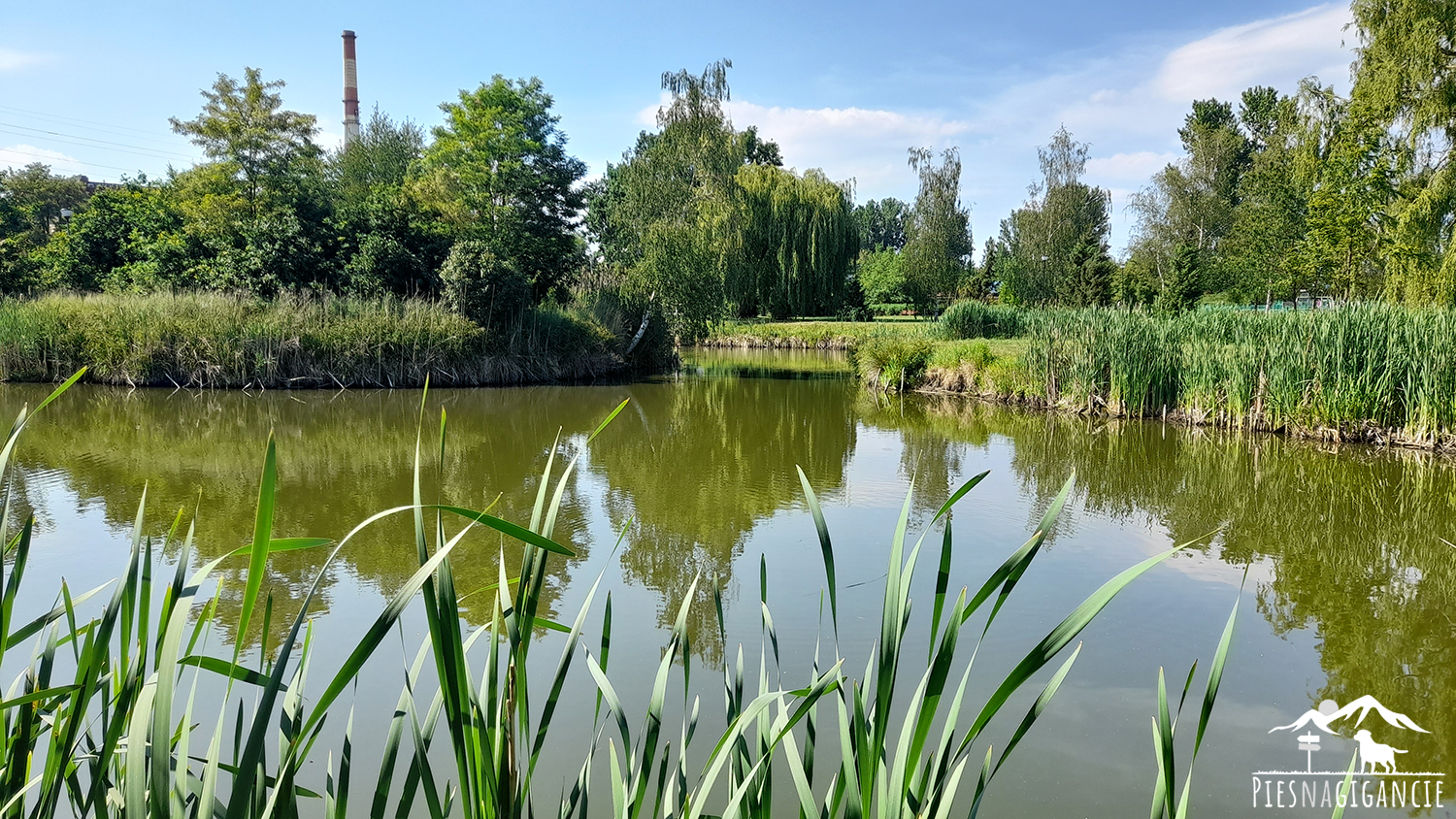 Gdzie na spacer z psem Wrocław Park w Siechnicach