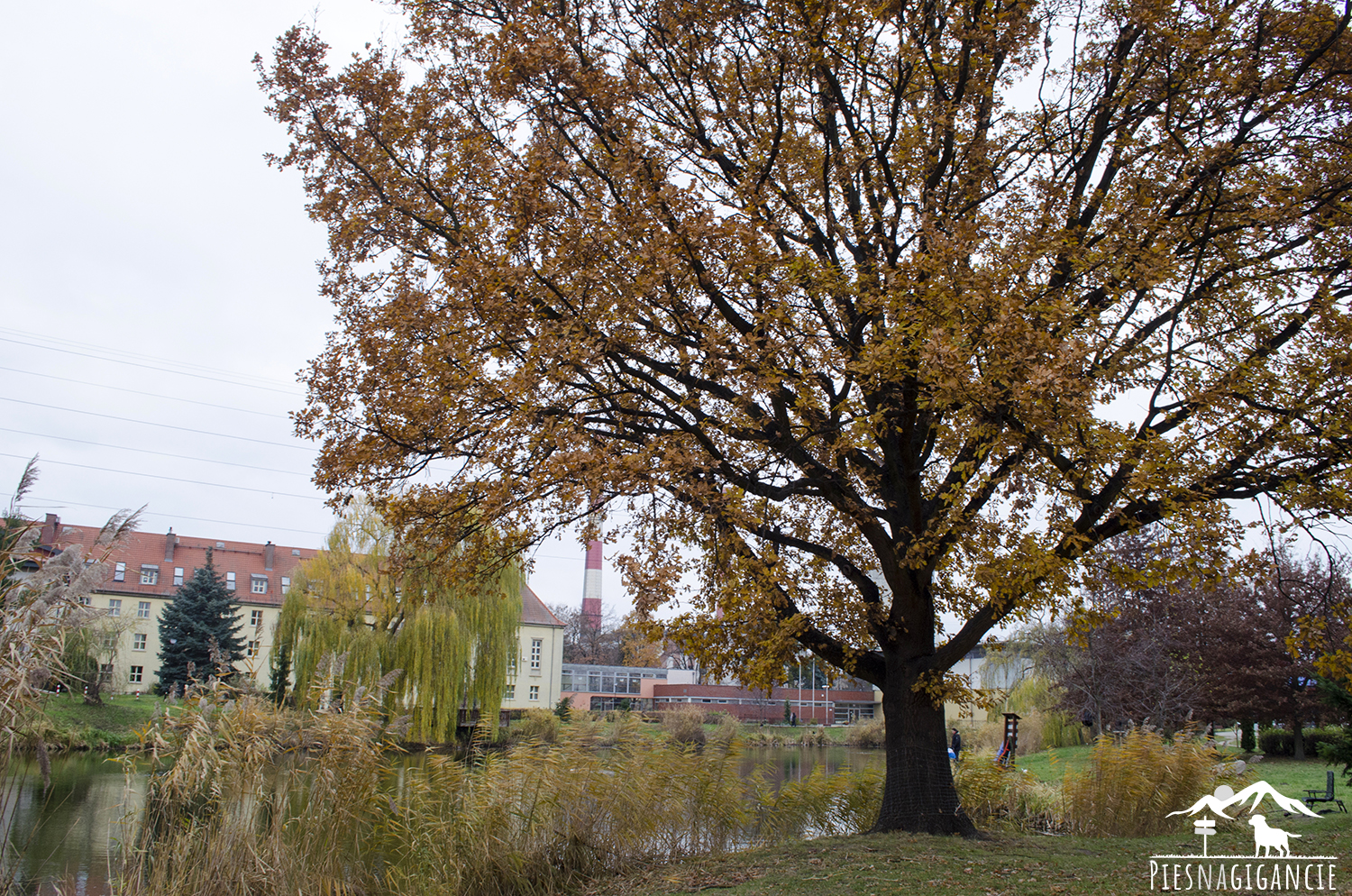 zaplanuj długi weekend z czworonogiem Park w Siechnicach